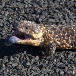 Tiliqua rugosa at Wyandra, QLD - 2 Oct 2020