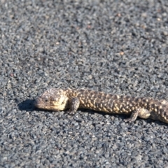 Tiliqua rugosa at Wyandra, QLD - 2 Oct 2020