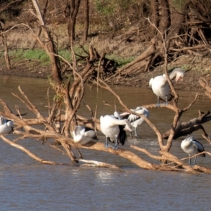 Pelecanus conspicillatus at Cunnamulla, QLD - 3 Oct 2020 09:18 AM