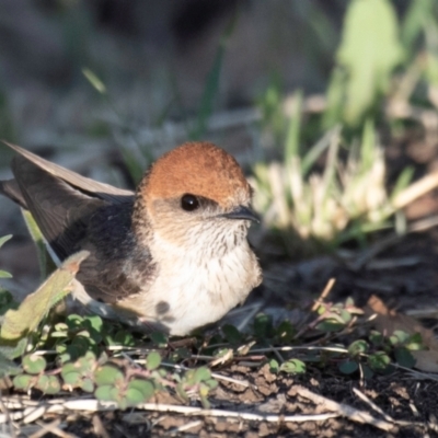Petrochelidon ariel (Fairy Martin) at Cunnamulla, QLD - 3 Oct 2020 by Petesteamer