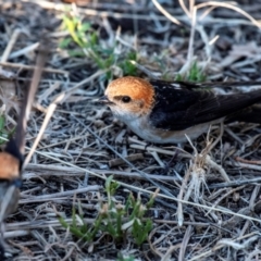 Petrochelidon ariel at Cunnamulla, QLD - 3 Oct 2020