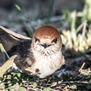 Petrochelidon ariel at Cunnamulla, QLD - 3 Oct 2020