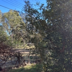 Acacia decurrens (Green Wattle) at Aranda, ACT - 11 Apr 2024 by lbradley