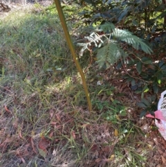 Acacia decurrens at Aranda, ACT - suppressed