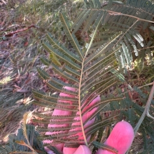 Acacia decurrens at Aranda, ACT - suppressed