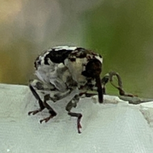 Mogulones larvatus at Russell, ACT - 11 Apr 2024