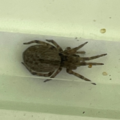 Badumna (genus) (Lattice-web spider) at Russell, ACT - 11 Apr 2024 by Hejor1