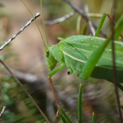 Tinzeda lobata (A katydid) at Marulan, NSW - 8 Apr 2024 by RobG1