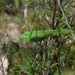 Tinzeda lobata at Marulan, NSW - 8 Apr 2024