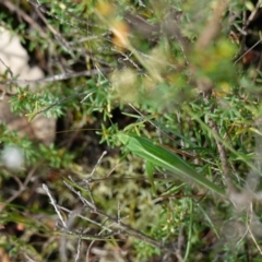 Tinzeda lobata at Marulan, NSW - 8 Apr 2024