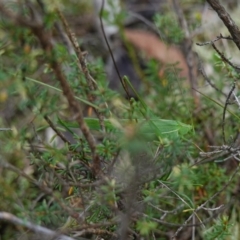 Tinzeda lobata at Marulan, NSW - 8 Apr 2024