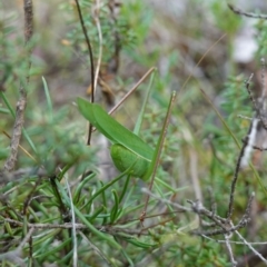 Tinzeda lobata at Marulan, NSW - 8 Apr 2024