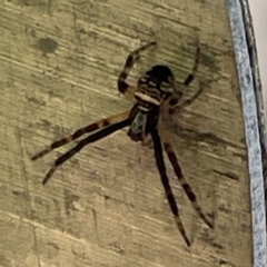 Unidentified Orb-weaving spider (several families) at Russell, ACT - 11 Apr 2024 by Hejor1