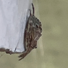 Dolophones sp. (genus) at Russell, ACT - 11 Apr 2024 03:03 PM