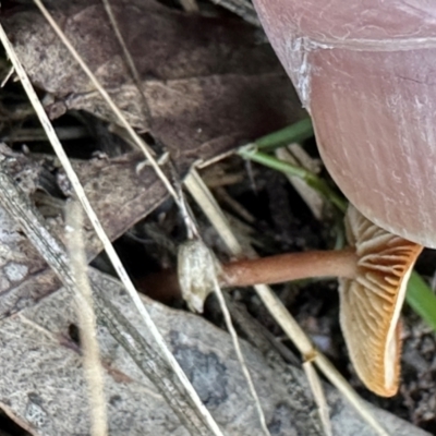 zz agaric (stem; gills not white/cream) at Aranda Bushland - 11 Apr 2024 by lbradley