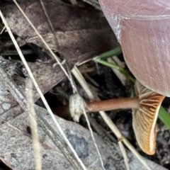 Unidentified Cap on a stem; gills below cap [mushrooms or mushroom-like] at Aranda, ACT - 11 Apr 2024 by lbradley