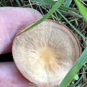 zz agaric (stem; gills not white/cream) at Aranda Bushland - 11 Apr 2024