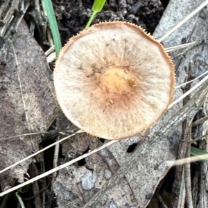 zz agaric (stem; gills not white/cream) at Aranda, ACT - 11 Apr 2024