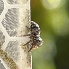 Salticidae (family) at Russell, ACT - 11 Apr 2024 03:11 PM