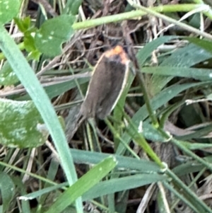 Palaeosia bicosta at Aranda, ACT - 11 Apr 2024