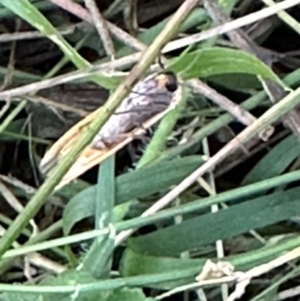 Palaeosia bicosta at Aranda Bushland - 11 Apr 2024