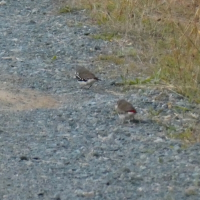 Stagonopleura guttata (Diamond Firetail) at Googong, NSW - 11 Apr 2024 by Wandiyali