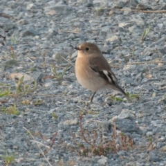 Petroica phoenicea (Flame Robin) at Googong, NSW - 11 Apr 2024 by Wandiyali