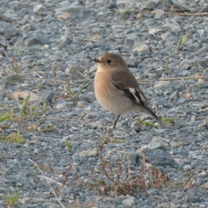 Petroica phoenicea at QPRC LGA - suppressed