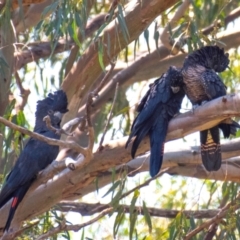 Calyptorhynchus banksii (Red-tailed Black-cockatoo) at Cunnamulla, QLD - 3 Oct 2020 by Petesteamer