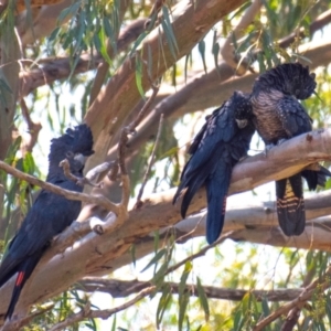 Calyptorhynchus banksii (Red-tailed Black-cockatoo) at Cunnamulla, QLD by Petesteamer