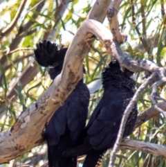 Calyptorhynchus banksii at Cunnamulla, QLD - 3 Oct 2020