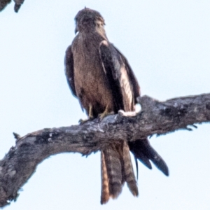 Milvus migrans (Black Kite) at Cunnamulla, QLD by Petesteamer