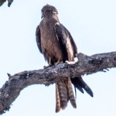 Milvus migrans (Black Kite) at Cunnamulla, QLD - 3 Oct 2020 by Petesteamer