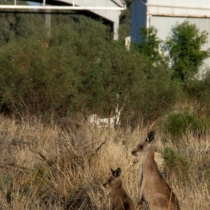 Macropus giganteus at Cunnamulla, QLD - 3 Oct 2020