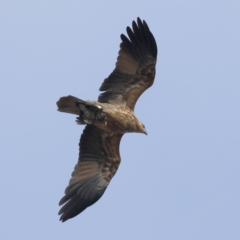 Haliastur sphenurus (Whistling Kite) at Winton Wetlands - 10 Apr 2024 by MichaelWenke