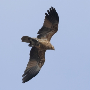 Haliastur sphenurus (Whistling Kite) at Winton North, VIC by Trevor