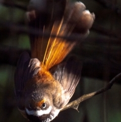 Rhipidura rufifrons (Rufous Fantail) at Seaview, VIC - 26 Feb 2019 by Petesteamer