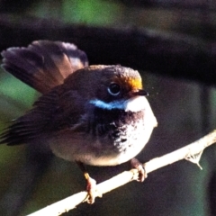 Rhipidura rufifrons at Seaview, VIC - 27 Feb 2019