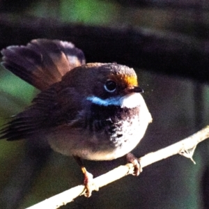 Rhipidura rufifrons at Seaview, VIC - 27 Feb 2019