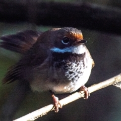 Rhipidura rufifrons at Seaview, VIC - 27 Feb 2019