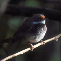 Rhipidura rufifrons at Seaview, VIC - 27 Feb 2019