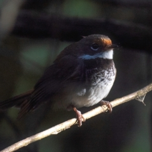 Rhipidura rufifrons at Seaview, VIC - 27 Feb 2019 09:44 AM