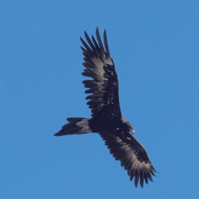 Aquila audax (Wedge-tailed Eagle) at Cloverlea, VIC - 26 Feb 2019 by Petesteamer