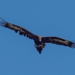 Aquila audax at Cloverlea, VIC - 27 Feb 2019 10:40 AM