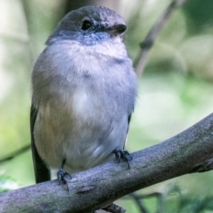 Pachycephala pectoralis at Seaview, VIC - 24 Mar 2019 09:20 AM