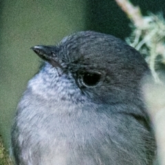 Pachycephala pectoralis at Seaview, VIC - 24 Mar 2019 09:20 AM