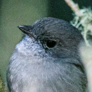 Pachycephala pectoralis at Seaview, VIC - 24 Mar 2019 09:20 AM