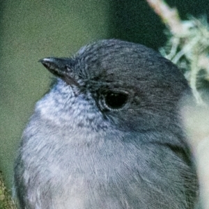 Pachycephala pectoralis at Seaview, VIC - 24 Mar 2019