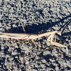 Tenodera australasiae at Mount Painter - 11 Apr 2024