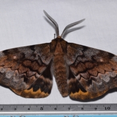 Chelepteryx collesi (White-stemmed Gum Moth) at QPRC LGA - 11 Apr 2024 by DianneClarke